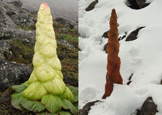 รูบาร์บอันสูงส่ง