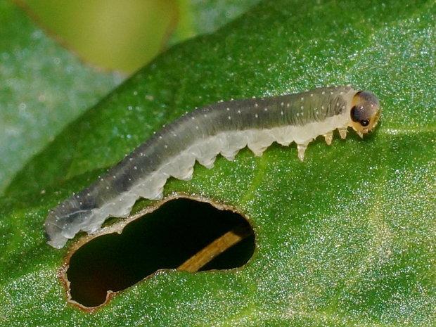 tenthrède de l'oseille