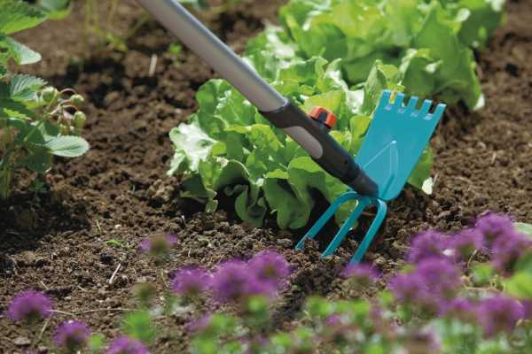 désherber la roquette