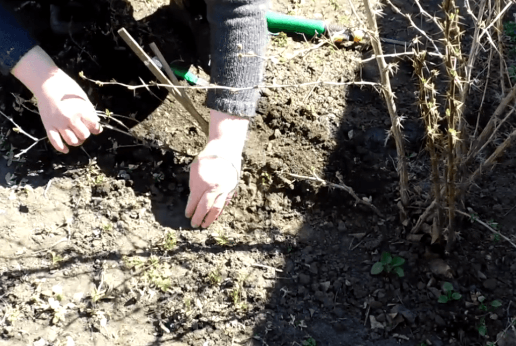 propagation par bouturage