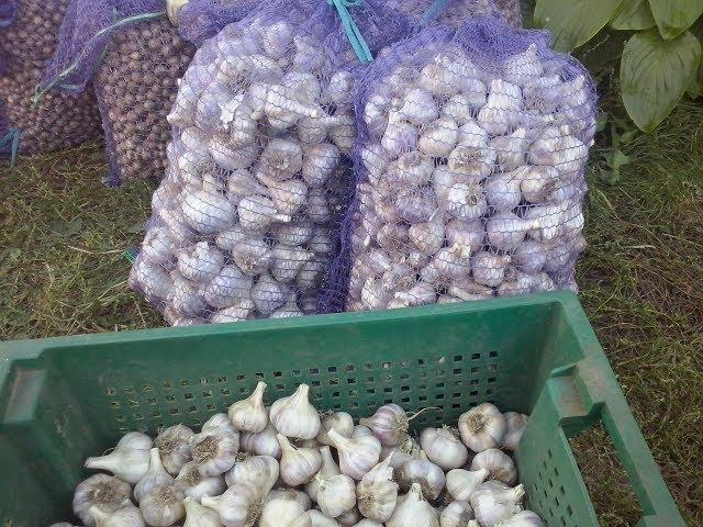 เก็บเกี่ยว