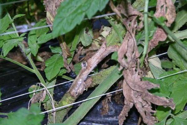 ราสีเทา