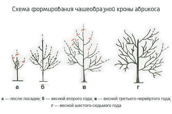 schéma de formation