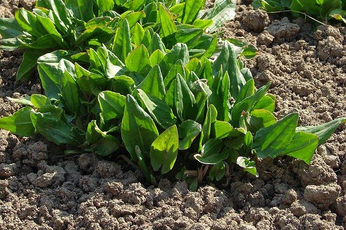 หญ้าเปรี้ยวในสวน