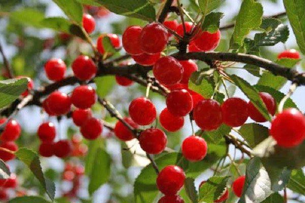 เชอร์รี่ที่ผสมเกสรได้เอง