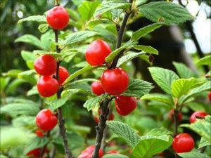 วิธีที่ดีที่สุดในการรักษาและฉีดพ่นเชอร์รี่เพื่อป้องกันศัตรูพืชและปรสิตคืออะไร และจะควบคุมได้อย่างไร?