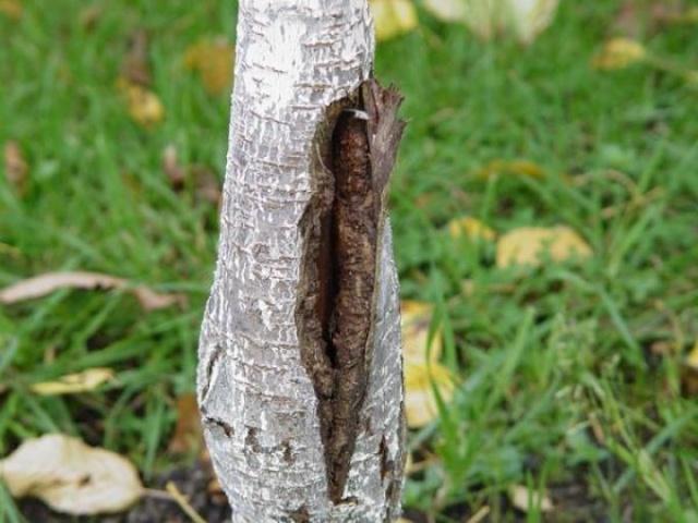 ความผิดปกติของเปลือกโลก