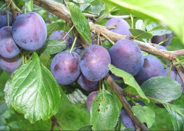 พลัมอิมพีเรียล