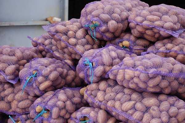 การเก็บเกี่ยวมันฝรั่งแบบคอลเล็ต