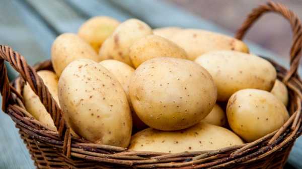 นักไต่มันฝรั่ง