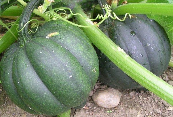 คนชอบของหวาน