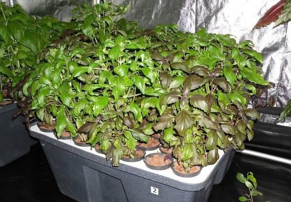 การดูแลที่บ้าน