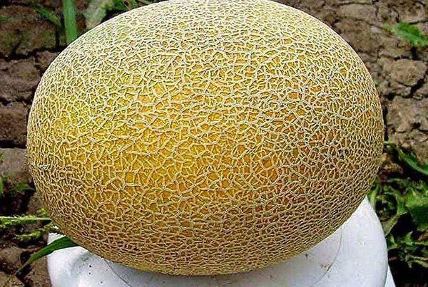 คาราเมล F1