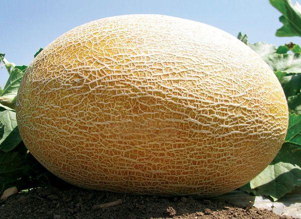 แตงโมอามัล F1