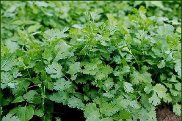 ต้นอ่อน