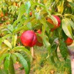 ความหวานของน้ำผึ้ง