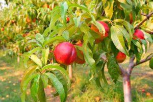 รายละเอียดและลักษณะของพันธุ์พีชที่ดีที่สุด 20 พันธุ์ การปลูกและการดูแลรักษา