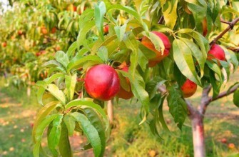 ความหวานของน้ำผึ้ง