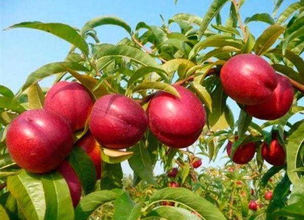 แสงอาทิตย์