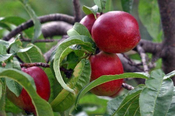 ผลเนคทารีน