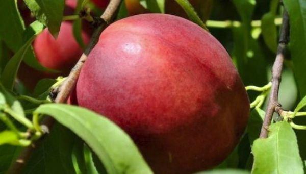 ทองคำแดง