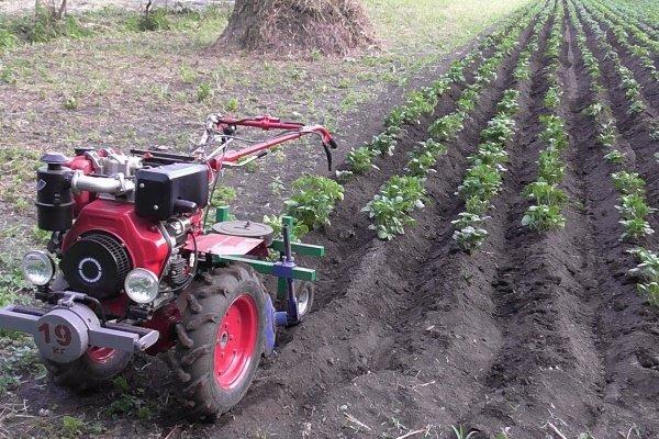 การคลายมันฝรั่ง