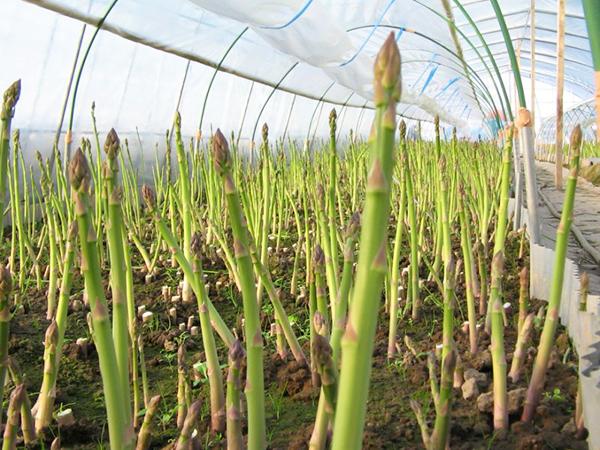 การเพาะปลูกในเรือนกระจก