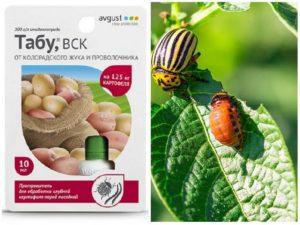 คำแนะนำในการใช้ยา Tabu เพื่อกำจัดแมลงมันฝรั่งโคโลราโดในมันฝรั่ง