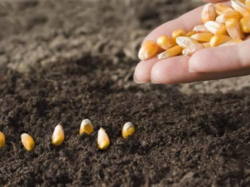 การปลูกข้าวโพด