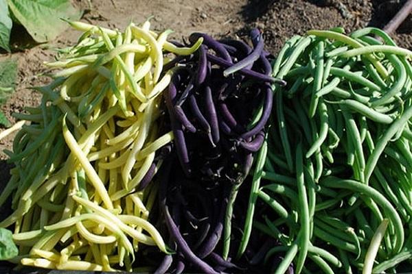 ถั่วคิง