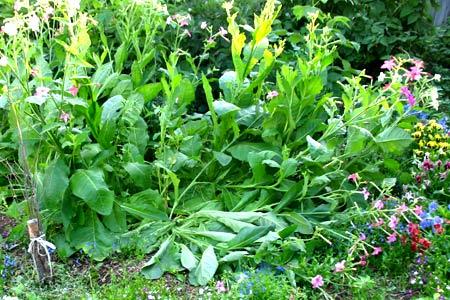 ยาสูบหอม