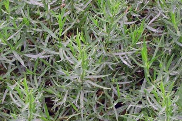 ทาร์รากอนในแปลงดอกไม้