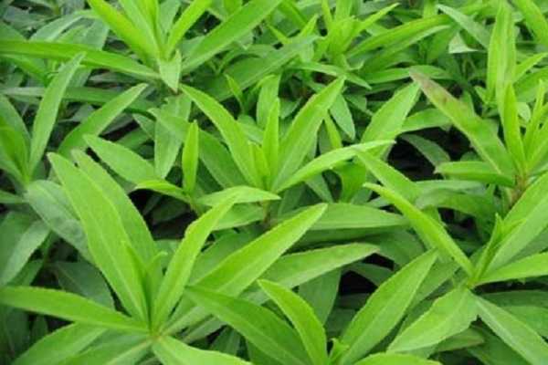 การขยายพันธุ์ทาร์รากอน