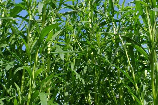 ทาร์รากอนในแปลงดอกไม้