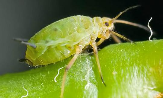 pucerons sur une plante