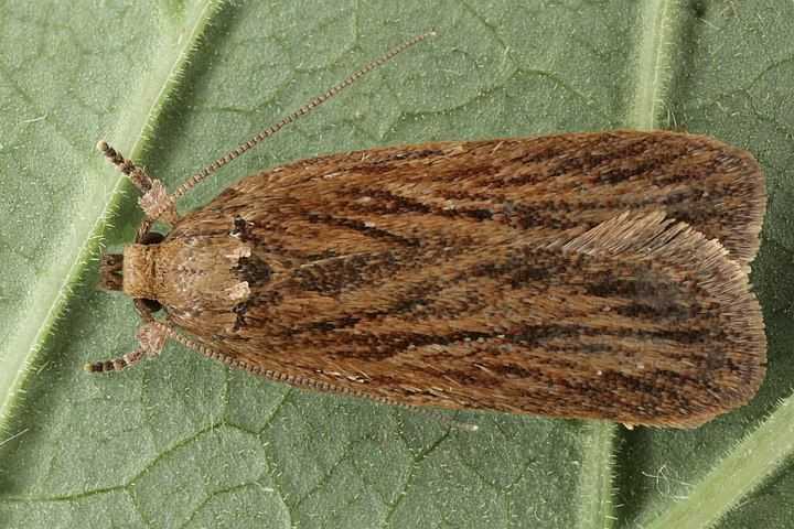 ผีเสื้อยี่หร่า