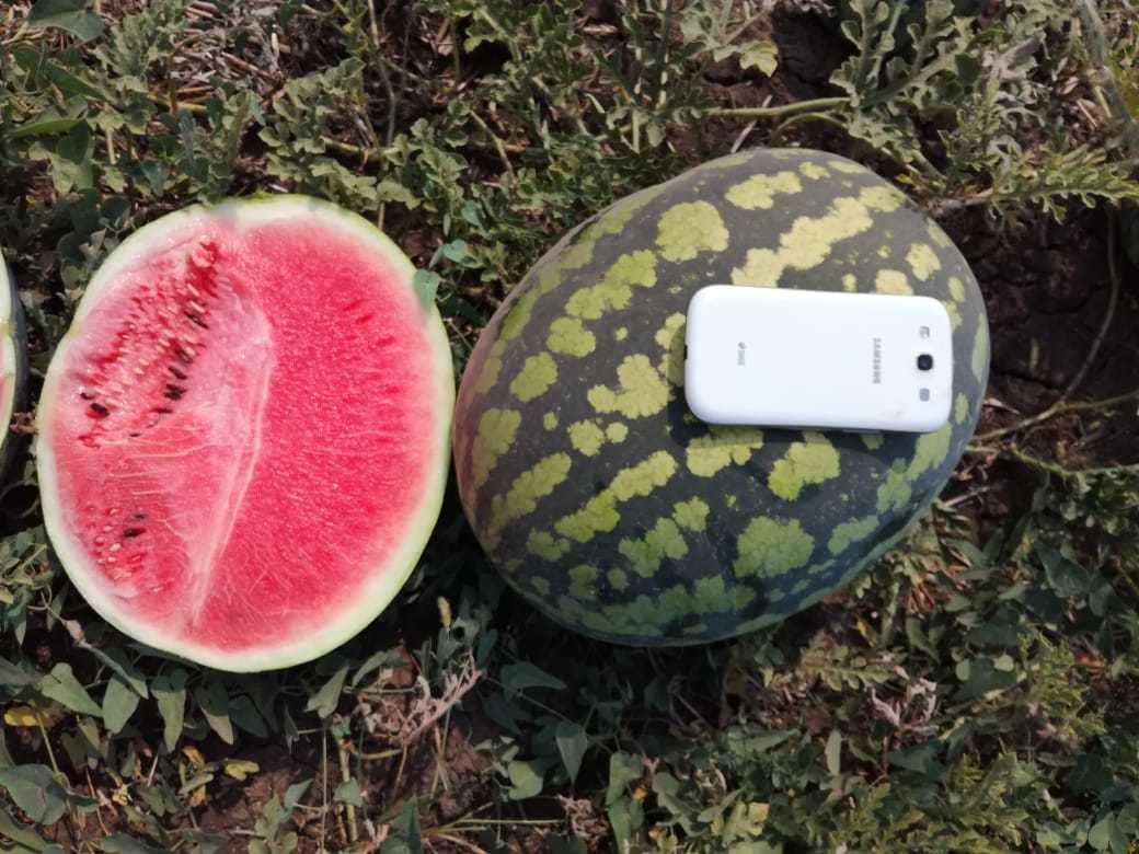 แตงโมพริก