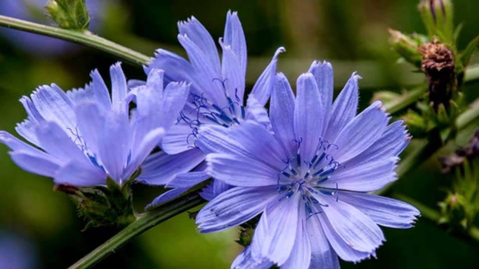 ดอกชิโครี