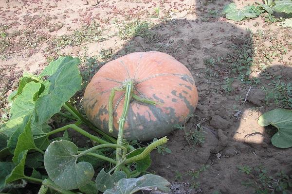 รุ่งอรุณฟักทอง