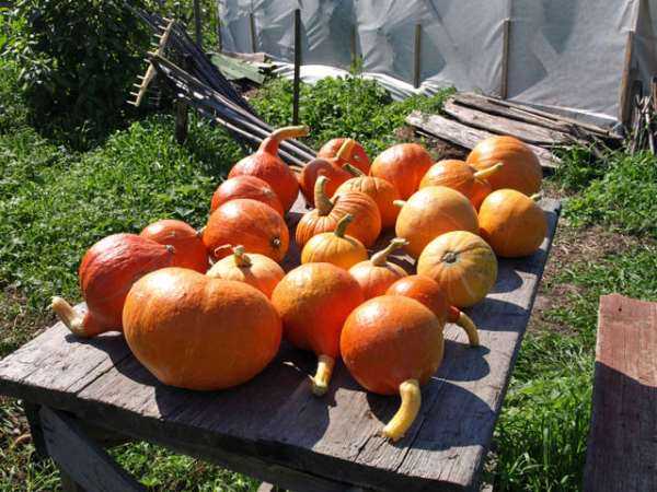 รอยยิ้มหลากหลาย