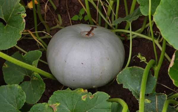 วอลซานก้าสีเทา