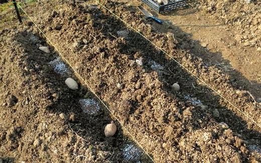 การปลูกมันฝรั่ง