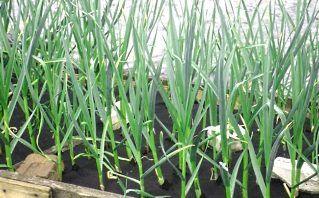 การใส่ปุ๋ยกระเทียม