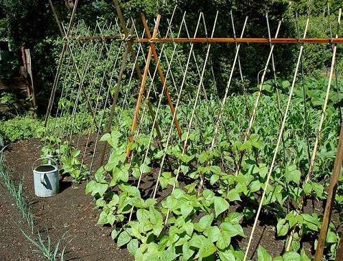 วิธีการปลูก