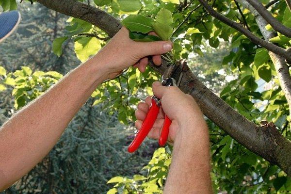 tailler les abricotiers