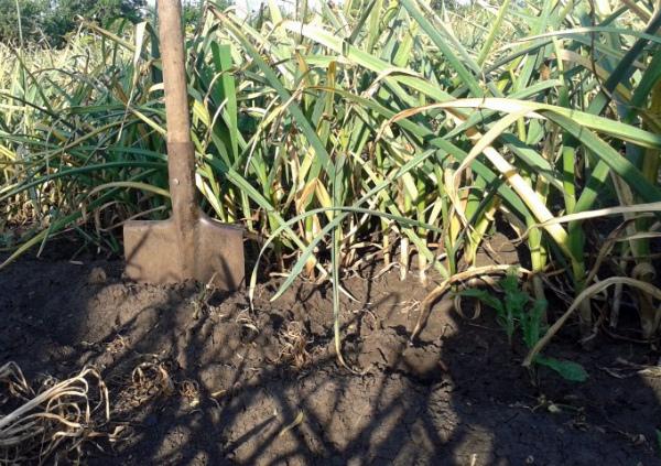 การเก็บเกี่ยวกระเทียมฤดูใบไม้ผลิ