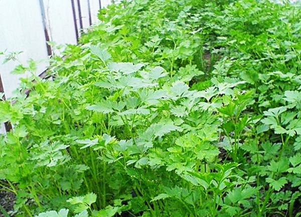 ใบผักชีฝรั่ง