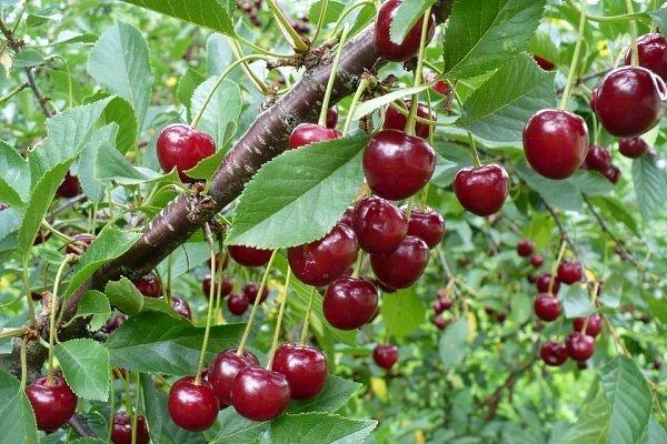 สาวแคระผมสีน้ำตาล