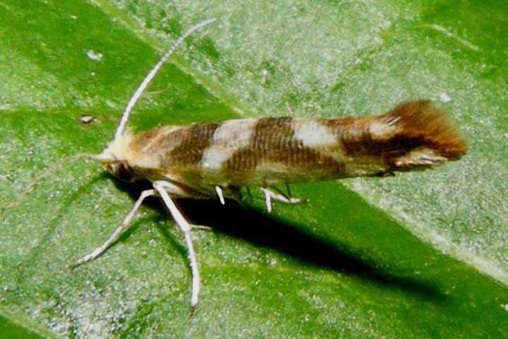 ยิงผีเสื้อกลางคืน