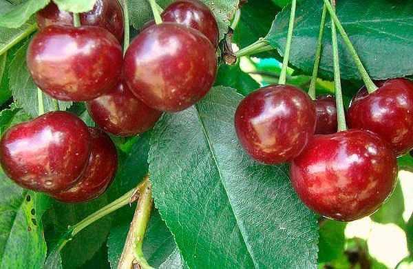 พันธุ์มาลินอฟกา